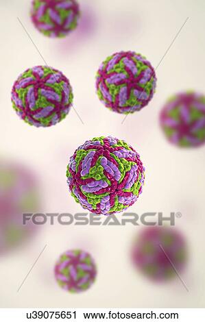 Stock Image - Powassan virus particles, illustration. Fotosearch