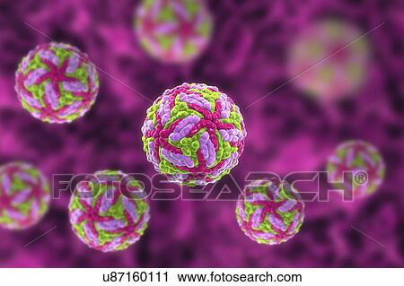 Powassan virus particles, illustration View Large Photo Image Stock Image - Powassan virus particles, illustration. Fotosearch