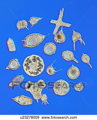 Stock Photo - Radiolaria skeletons, light micrograph. Fotosearch