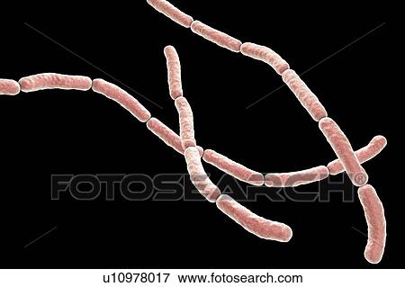 Stock Photo - Rat bite fever bacteria, illustration. Fotosearch