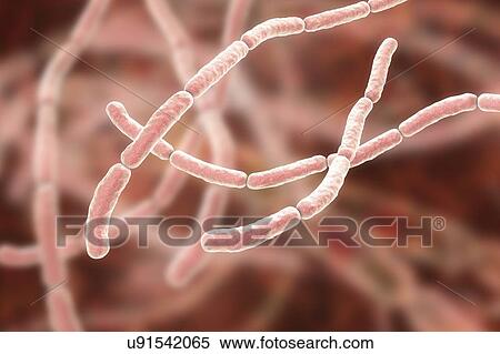 Stock Photography - Rat bite fever bacteria, illustration. Fotosearch