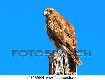 Red Tail Hawk View Large Photo Image Picture - Red Tail Hawk. Fotosearch