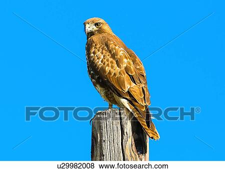 Stock Photo - Red Tail Hawk. Fotosearch