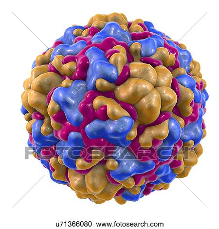 Stock Image - Rhinovirus, illustration. Fotosearch
