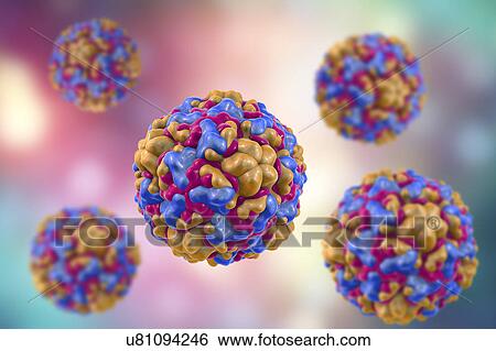 Rhinoviruses, illustration View Large Photo Image Stock Photograph - Rhinoviruses, illustration. Fotosearch