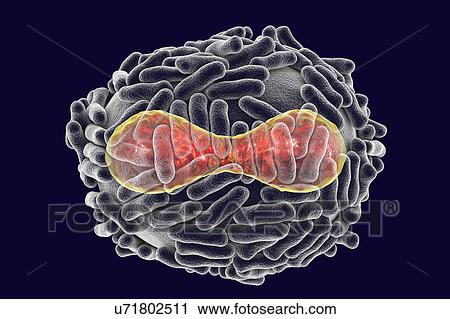 Stock Image - Smallpox virus, illustration. Fotosearch