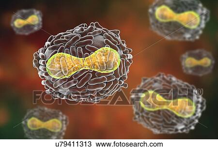 Smallpox virus, illustration View Large Photo Image Stock Image - Smallpox virus, illustration. Fotosearch