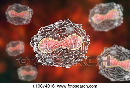 Stock Photograph - Smallpox virus, illustration. Fotosearch