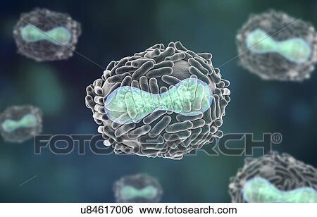 Smallpox virus, illustration View Large Photo Image Stock Photograph - Smallpox virus, illustration. Fotosearch