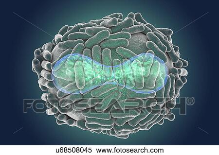 Stock Photography - Smallpox virus, illustration. Fotosearch