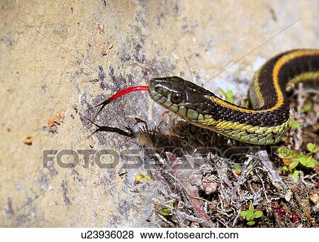Snake View Large Photo Image Stock Photo - Snake. Fotosearch
