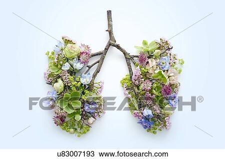 Spring flowers representing human lungs View Large Photo Image Stock Image - Spring flowers representing human lungs. Fotosearch