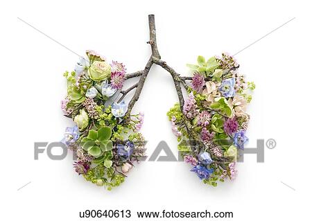 Spring flowers representing human lungs View Large Photo Image Stock Image - Spring flowers representing human lungs. Fotosearch