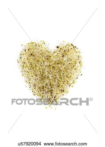 Sprouting alfalfa, heart shaped View Large Photo Image Picture - Sprouting alfalfa, heart shaped. Fotosearch