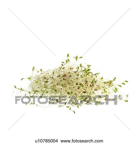 Picture - Sprouting alfalfa. Fotosearch