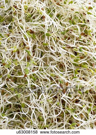 Stock Photo - Sprouting alfalfa. Fotosearch