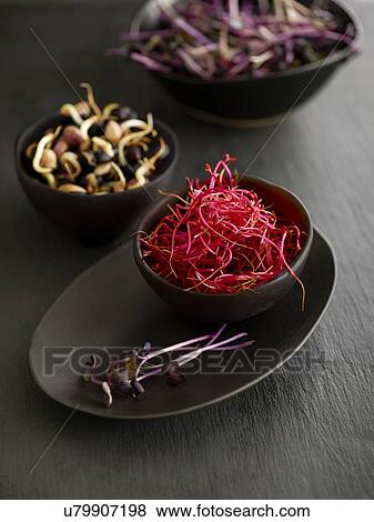 Sprouting beans and vegetables in bowls View Large Photo Image Stock Photo - Sprouting beans and vegetables in bowls. Fotosearch
