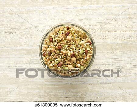 Stock Photography - Sprouting beans in a jar. Fotosearch