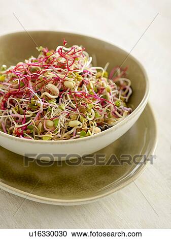 Stock Image - Sprouting beans in a salad bowl. Fotosearch