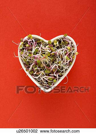 Stock Image - Sprouting beans in heart shaped bowl. Fotosearch