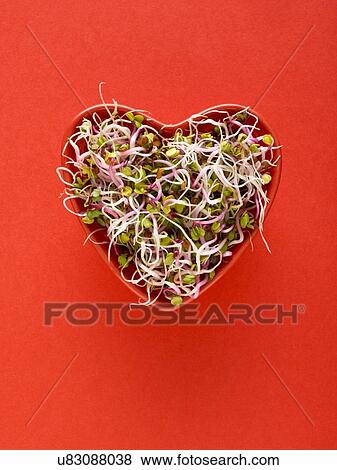 Stock Photo - Sprouting beans in heart shaped bowl. Fotosearch