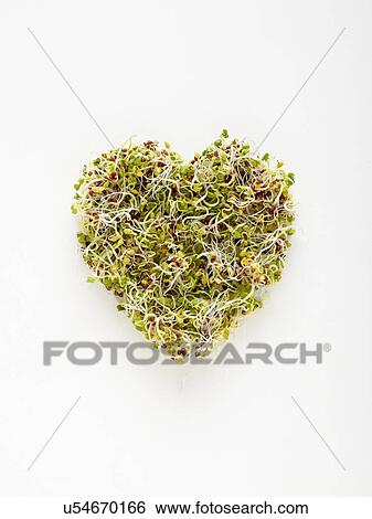 Stock Photograph - Sprouting beans in heart shaped bowl. Fotosearch