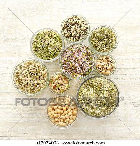 Sprouting beans in jars View Large Photo Image Stock Image - Sprouting beans in jars. Fotosearch