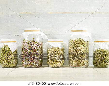 Stock Image - Sprouting beans in jars. Fotosearch