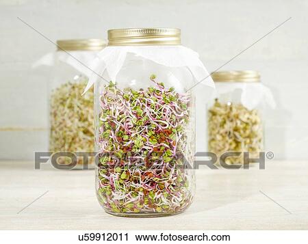 Stock Image - Sprouting beans in jars. Fotosearch