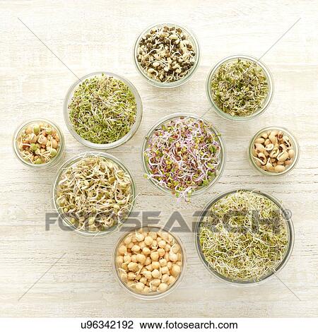 Stock Image - Sprouting beans in jars. Fotosearch
