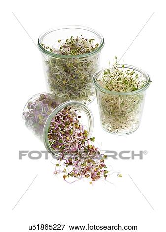 Stock Photo - Sprouting beans in jars. Fotosearch