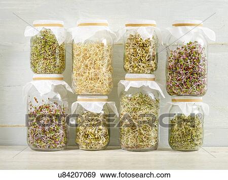 Sprouting beans in jars View Large Photo Image Stock Photo - Sprouting beans in jars. Fotosearch