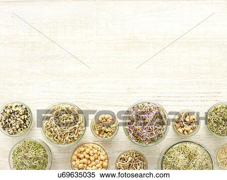 Sprouting beans in jars View Large Photo Image Stock Photography - Sprouting beans in jars. Fotosearch