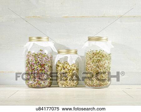 Sprouting beans in jars View Large Photo Image Stock Photography - Sprouting beans in jars. Fotosearch