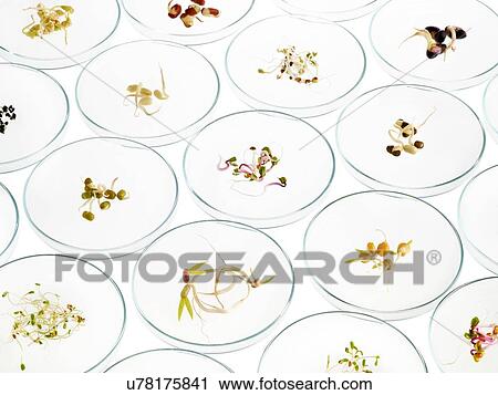 Stock Image - Sprouting beans in petri dishes. Fotosearch