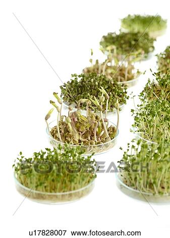 Stock Photo - Sprouting beans in petri dishes. Fotosearch
