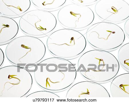 Stock Photo - Sprouting beans in petri dishes. Fotosearch
