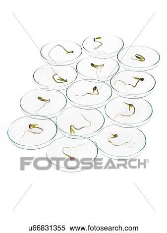 Stock Photography - Sprouting beans in petri dishes. Fotosearch