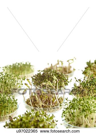 Stock Photography - Sprouting beans in petri dishes. Fotosearch