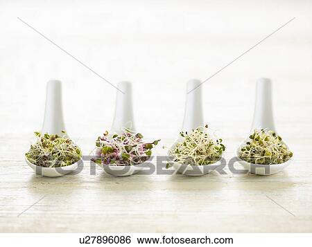 Stock Photograph - Sprouting beans on ceramic spoons. Fotosearch
