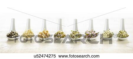 Stock Photography - Sprouting beans on ceramic spoons. Fotosearch