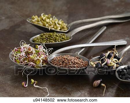 Stock Image - Sprouting beans on spoons. Fotosearch