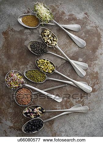 Stock Photo - Sprouting beans on spoons. Fotosearch