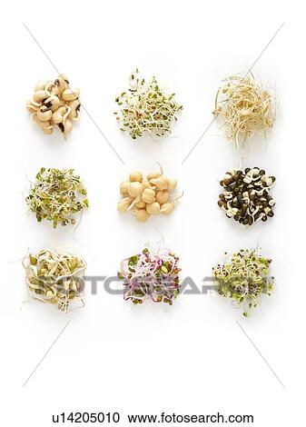 Stock Image - Sprouting beans. Fotosearch