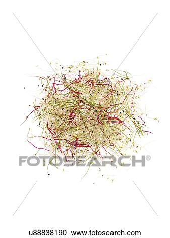 Sprouting beans View Large Photo Image Stock Image - Sprouting beans. Fotosearch