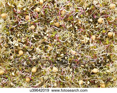 Sprouting beans View Large Photo Image Stock Photo - Sprouting beans. Fotosearch