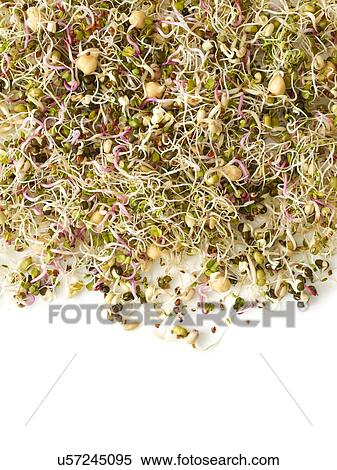 Sprouting beans View Large Photo Image Stock Photography - Sprouting beans. Fotosearch