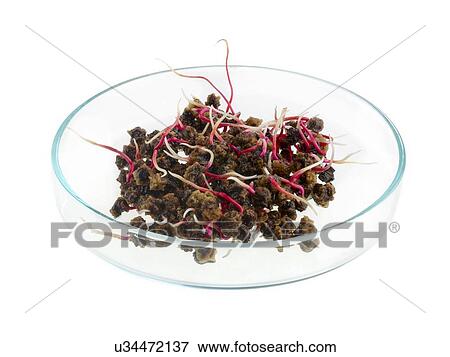 Stock Photo - Sprouting beetroot in a petri dish. Fotosearch