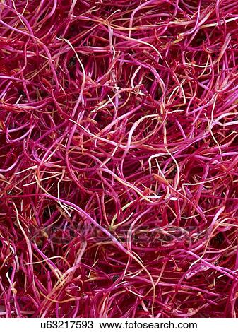 Stock Image - Sprouting beetroots. Fotosearch