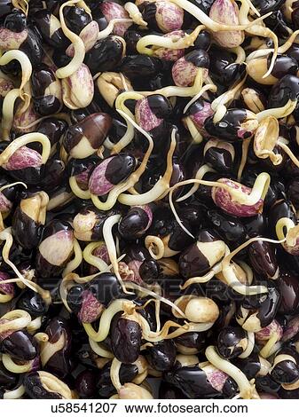Sprouting black beans View Large Photo Image Stock Photo - Sprouting black beans. Fotosearch